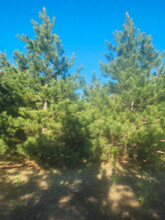 Additional property image - Lot 8, Pine Meadow Trail